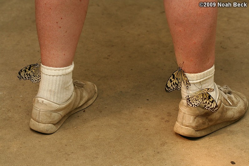 June 6, 2009: butterflies on Roz&#39;s socks