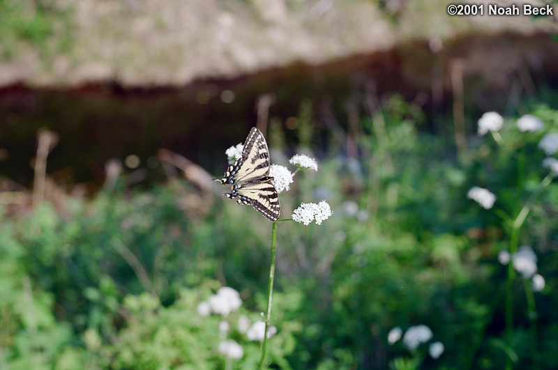June 30, 2001: A butterfly