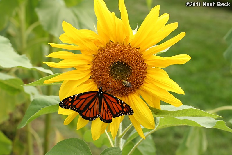 September 18, 2011: a butterfly and bee sharing a sunflower