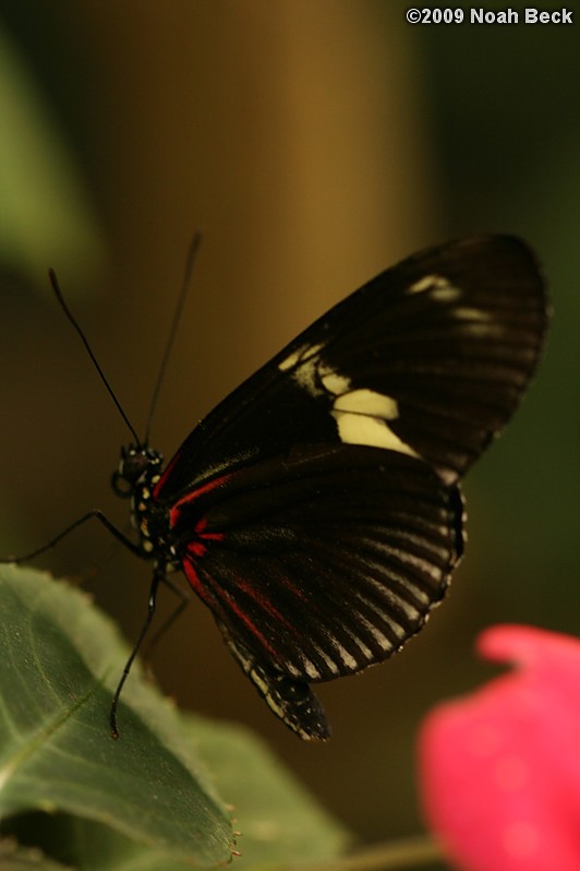 June 6, 2009: a butterfly at the butterfly conservatory