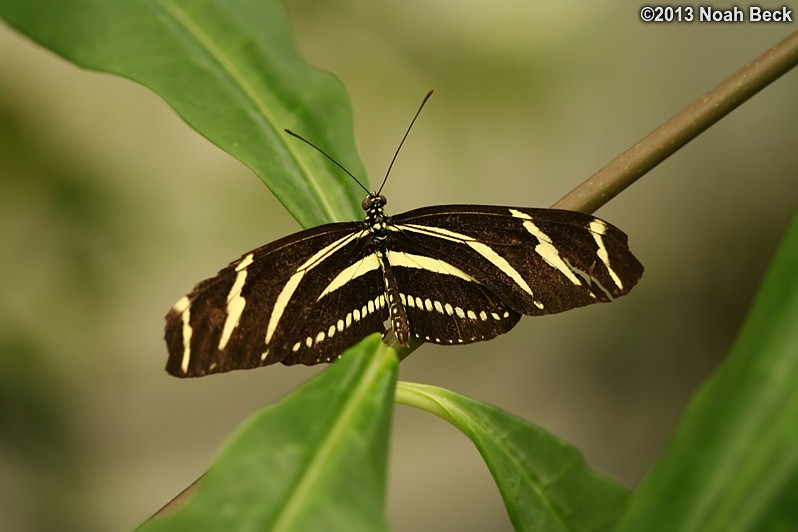 June 29, 2013: Butterfly in the butterfly exhibit in the Conservatory of Flowers in Golden Gate Park