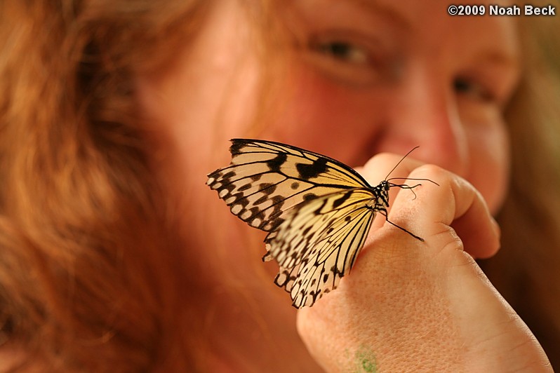 June 6, 2009: a butterfly on Roz&#39;s hand
