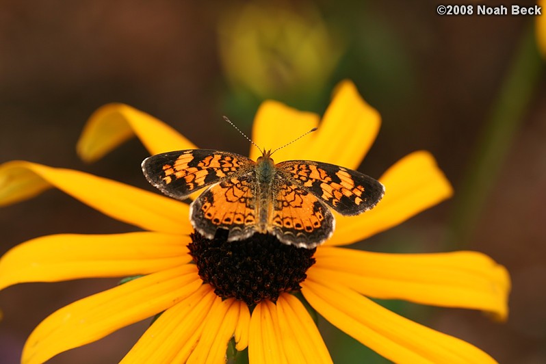 July 27, 2008: a butterfly on rudbeckia in the garden