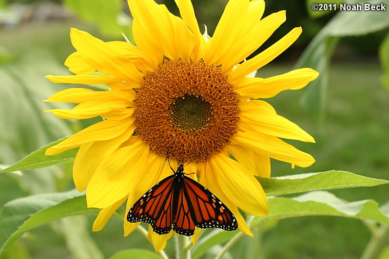September 18, 2011: a butterfly on a sunflower