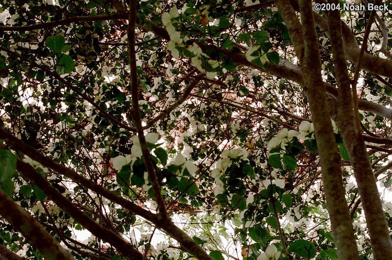 July 4, 2004: Under the canopy of the flowering tree