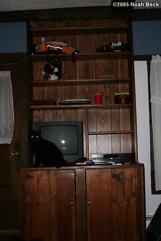 November 11, 2005: The cats enjoying the builtin shelves in the den
