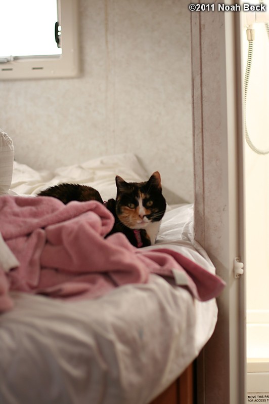 March 13, 2011: Cats in the rental RV
