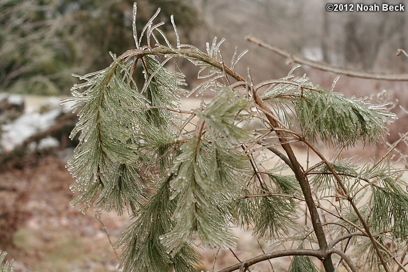 December 17, 2012: Charlie brown Christmas tree in ice