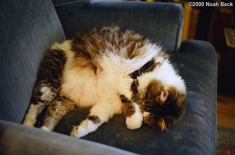 April 22, 2000: Chester sleeping