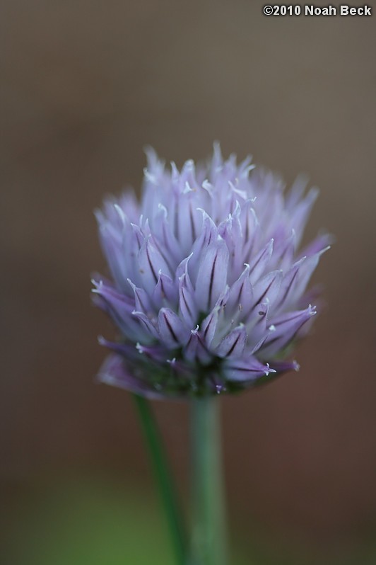 May 28, 2010: Chive flower