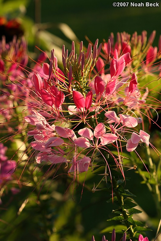 August 4, 2007: cleome growing in the garden