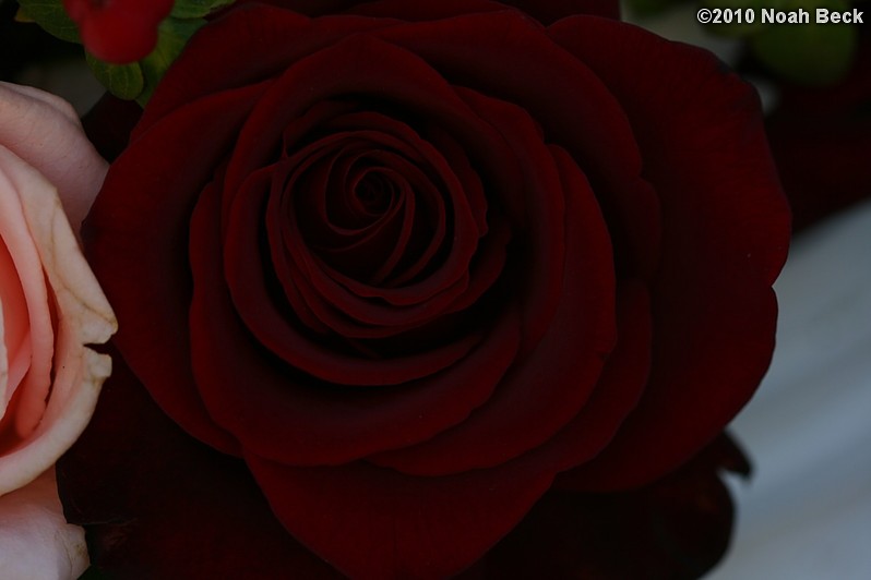 October 10, 2010: closeup of a Black Magic rose
