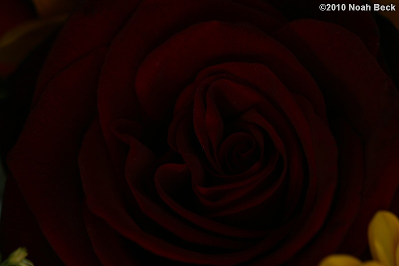 October 10, 2010: closeup of a Black Magic rose