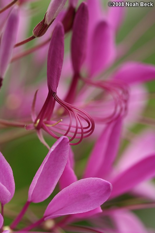 August 2, 2008: closeup of spider flower blossoms