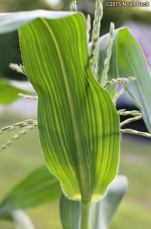 July 22, 2015: Corn tassle