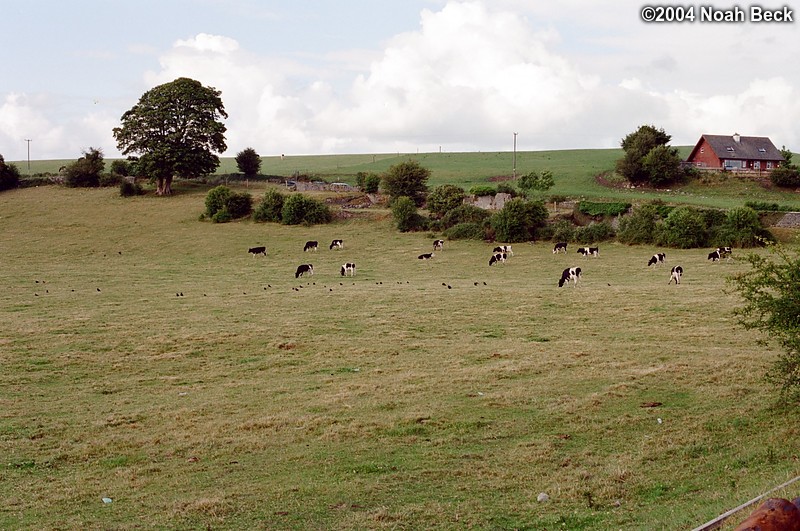 July 3, 2004: Cows grazing near the Minnocks farmhouse