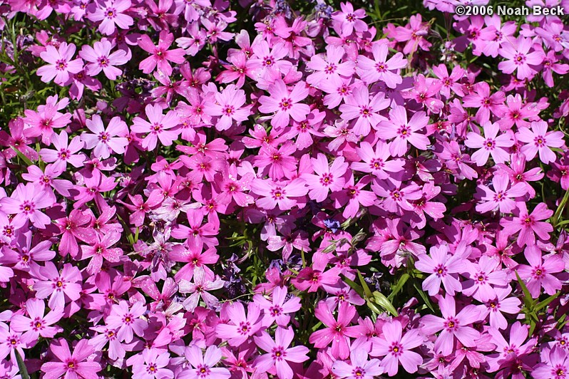 May 7, 2006: Creeping phlox near the side of the house