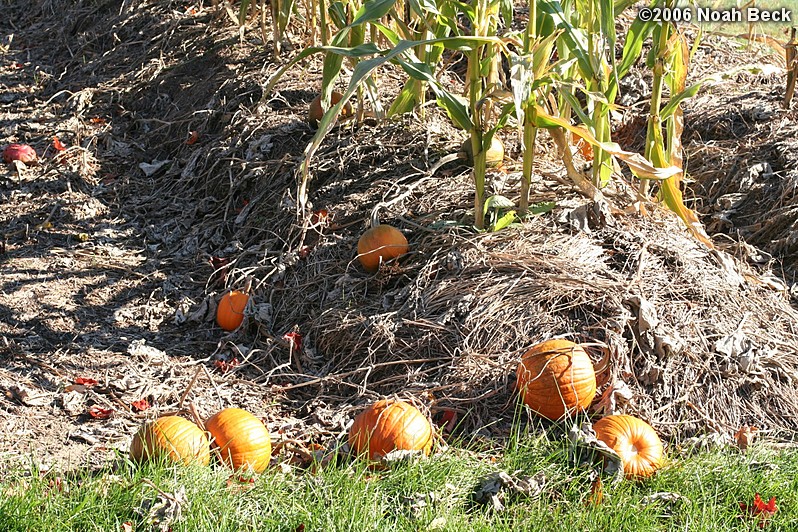 October 15, 2006: Our first crop of pumpkins