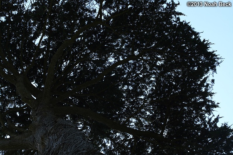 June 30, 2013: Looking up at a Cypress tree at the San Francisco Botanical Garden
