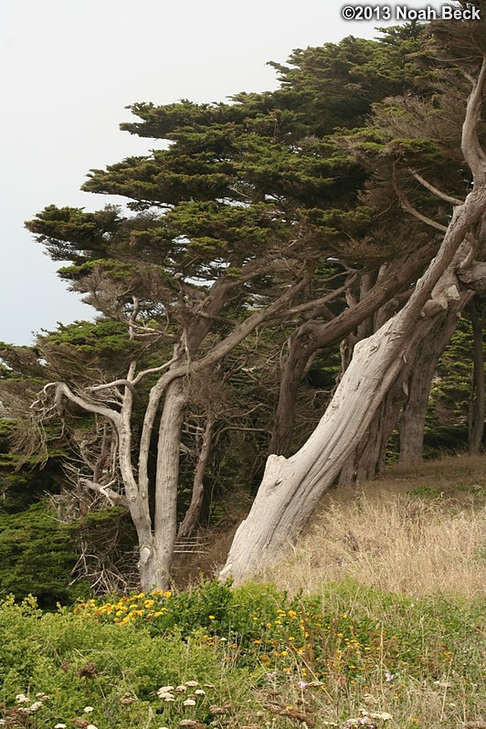 June 28, 2013: Cypress trees near Lands End