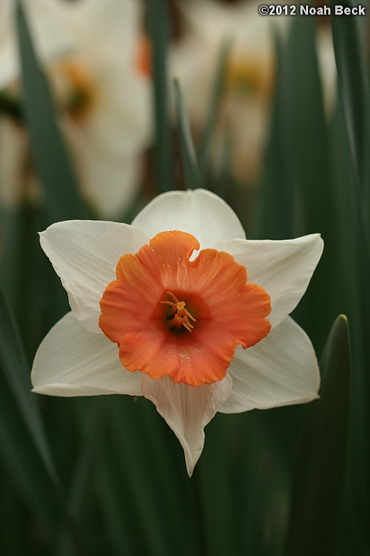 April 14, 2012: Daffodil