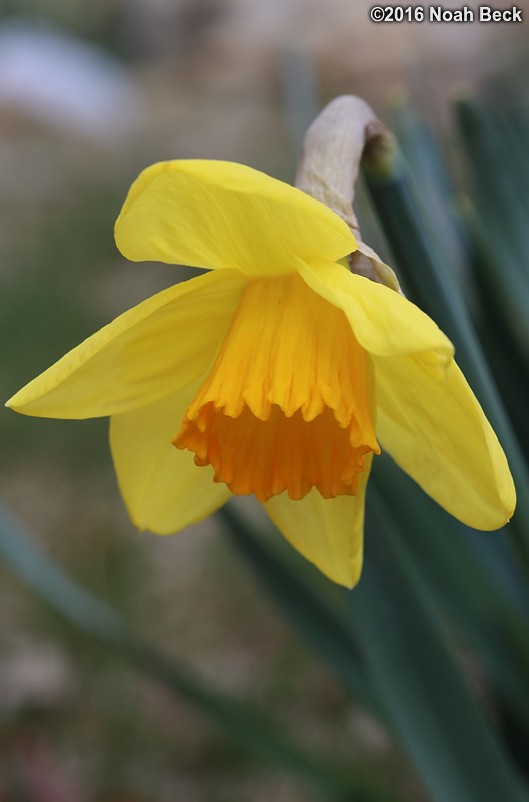 March 20, 2016: Daffodil in the front yard