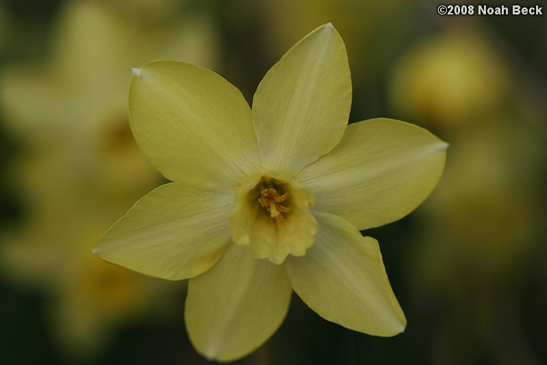 May 5, 2008: daffodil in the garden