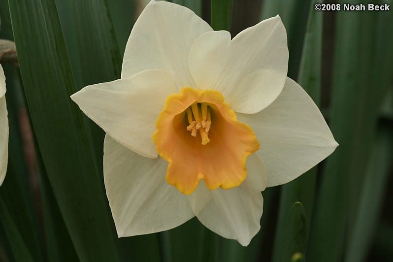 May 10, 2008: daffodil in the garden