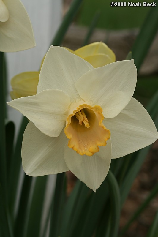 May 10, 2008: daffodil in the garden