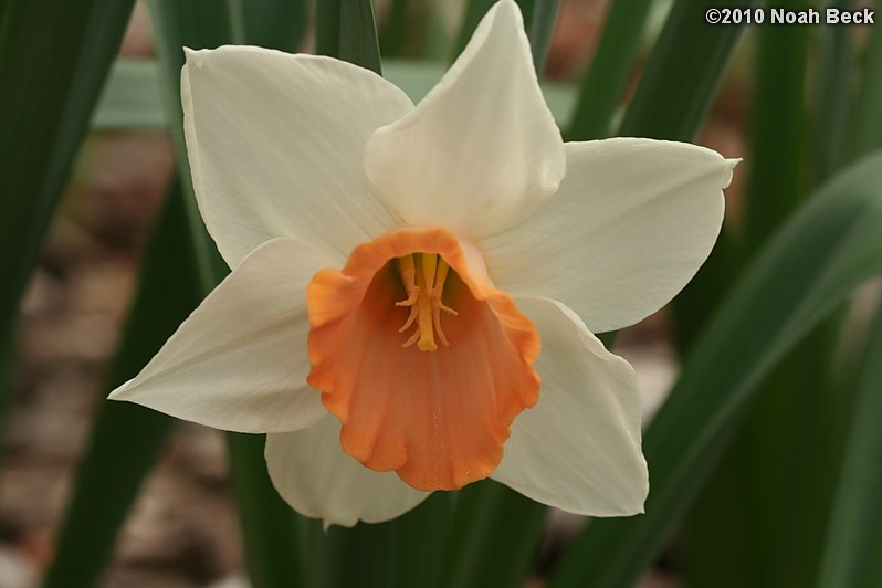 April 25, 2010: a daffodil in the garden