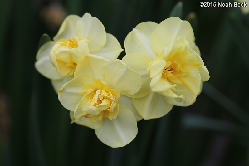 April 12, 2015: Daffodil in the walled garden