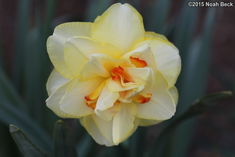 April 12, 2015: Daffodil in the walled garden
