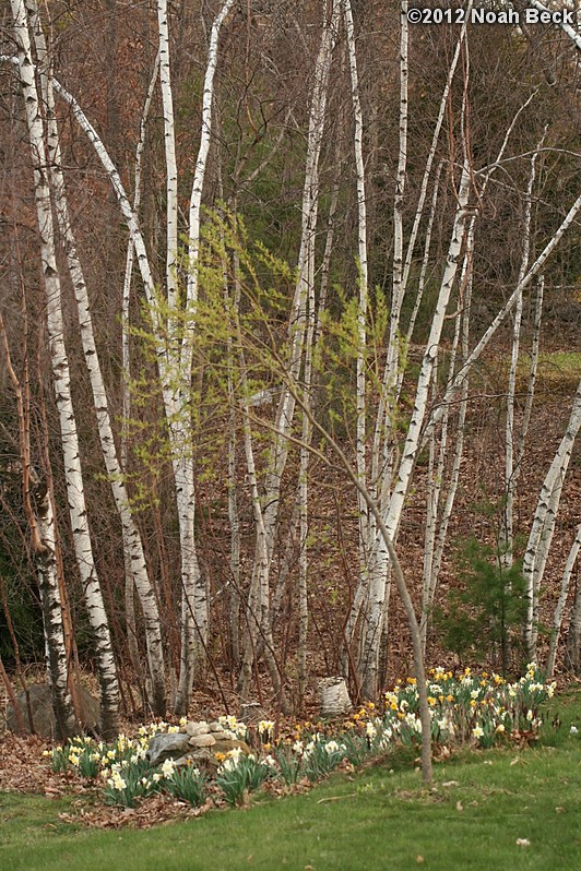 April 14, 2012: Daffodils in front of birches