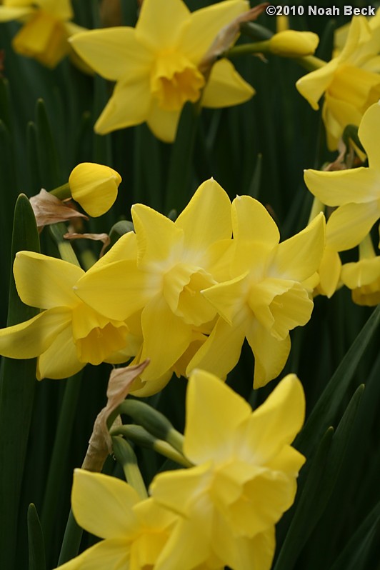 April 25, 2010: daffodils in the garden