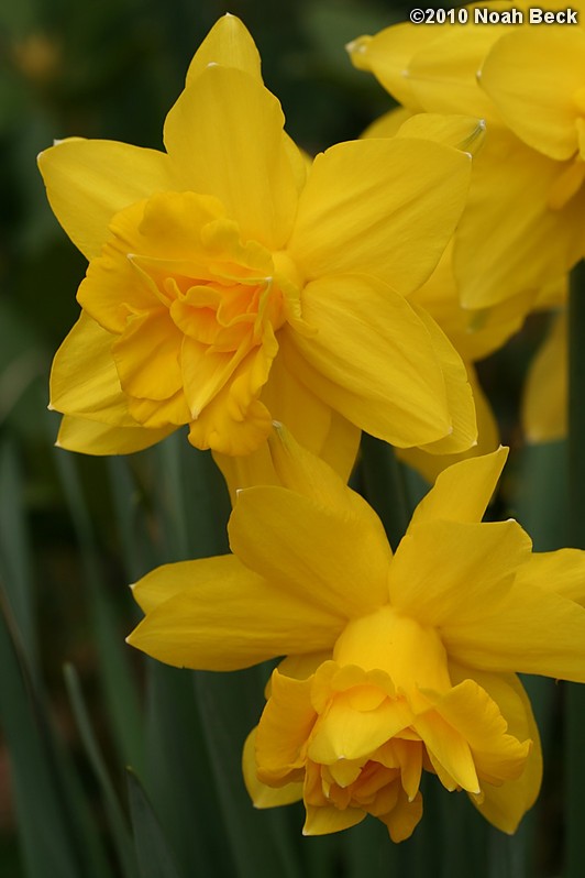 April 25, 2010: daffodils in the garden