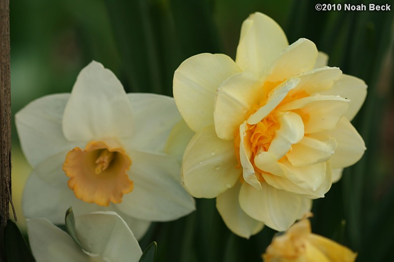 May 4, 2010: daffodils in the garden