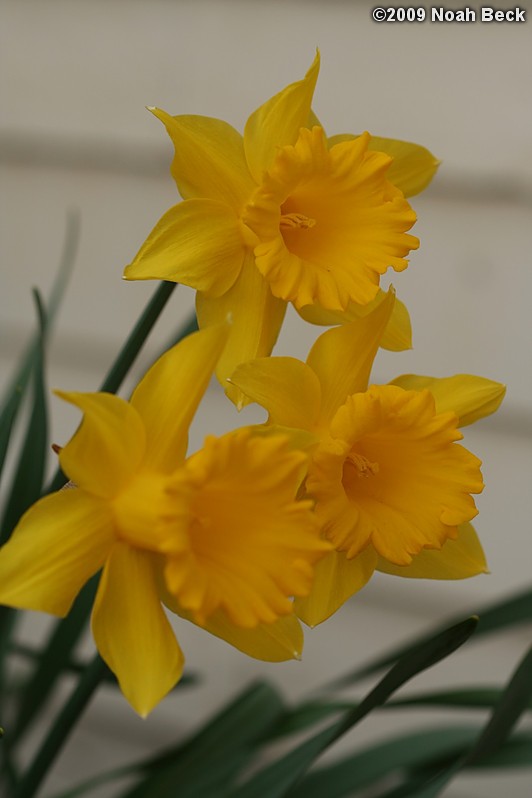 April 17, 2009: daffodils growing in the garden