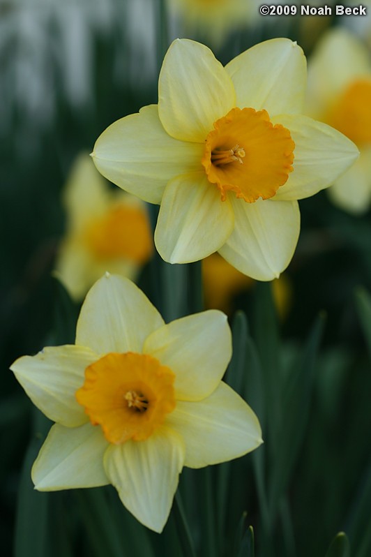 April 25, 2009: daffodils growing in the garden