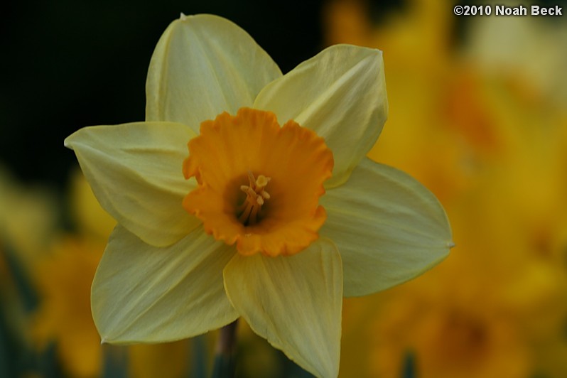 April 6, 2010: daffodils growing in the garden