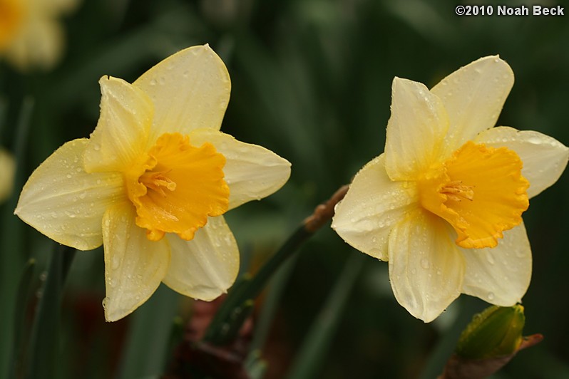 April 9, 2010: daffodils growing in the garden