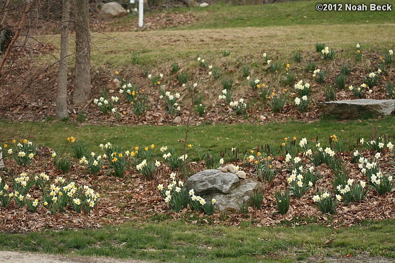 April 14, 2012: Daffodils on a hillside