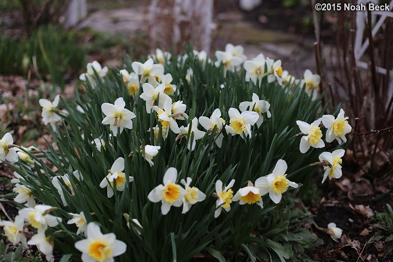 April 7, 2015: Daffodils in my mother&#39;s garden