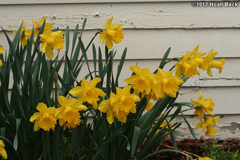 March 25, 2012: Daffodils after a rain