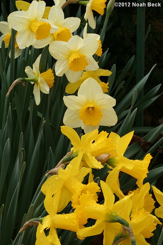 March 25, 2012: Daffodils after a rain