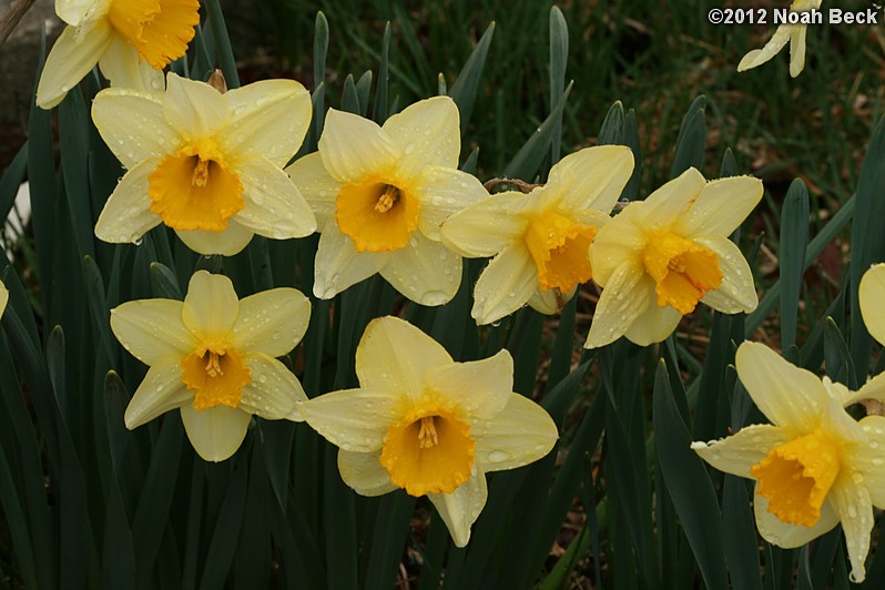 March 25, 2012: Daffodils after a rain