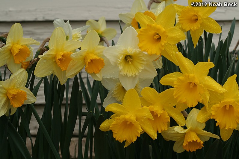 March 25, 2012: Daffodils after a rain