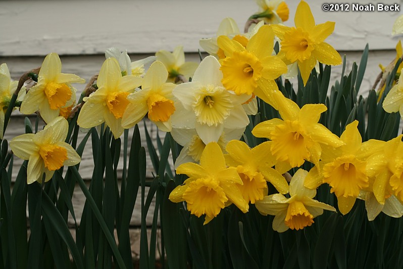 March 25, 2012: Daffodils after a rain