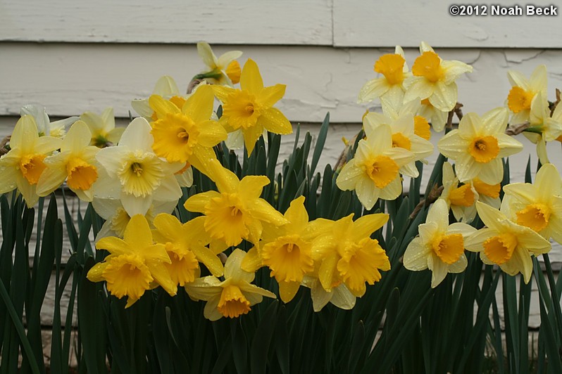 March 25, 2012: Daffodils after a rain