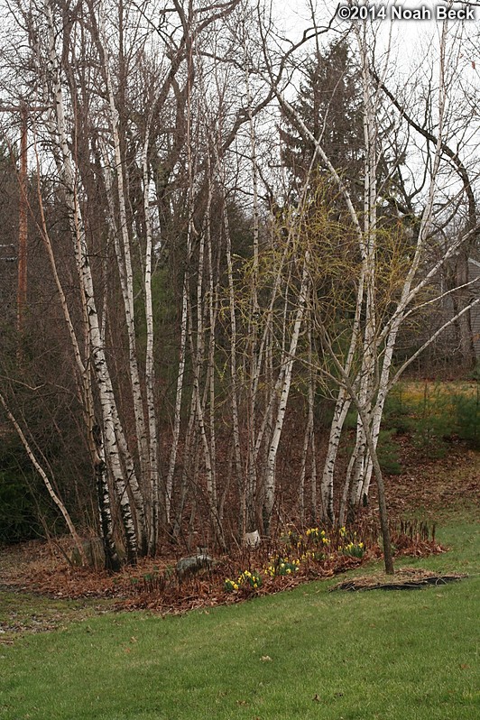 April 27, 2014: First daffodils of spring