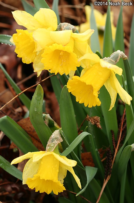 April 27, 2014: First daffodils of spring